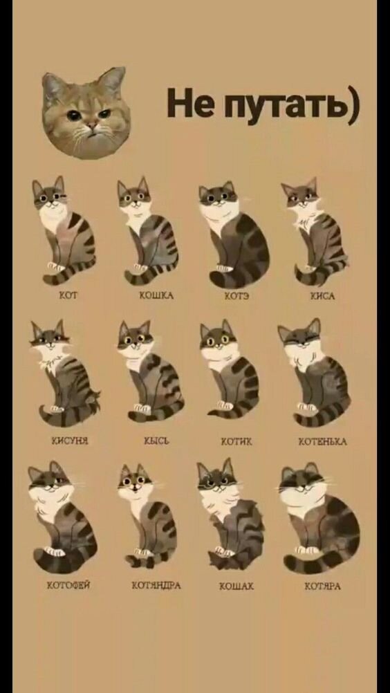 у меня котик