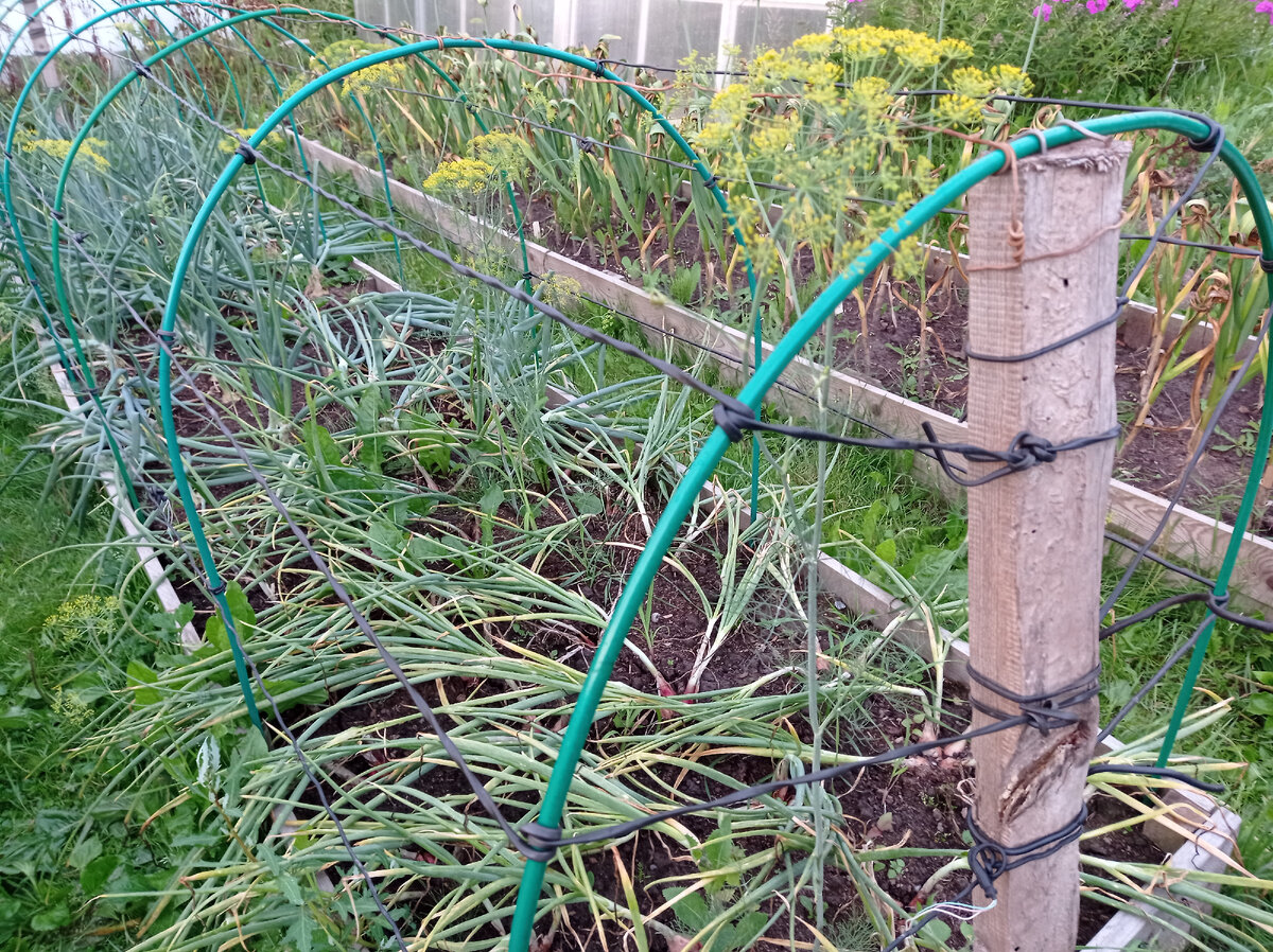 Здесь более ясно видно как дуги связаны между собой - дуги и провода не дают проваливаться пленке под тяжестью воды и вода по ним стекает