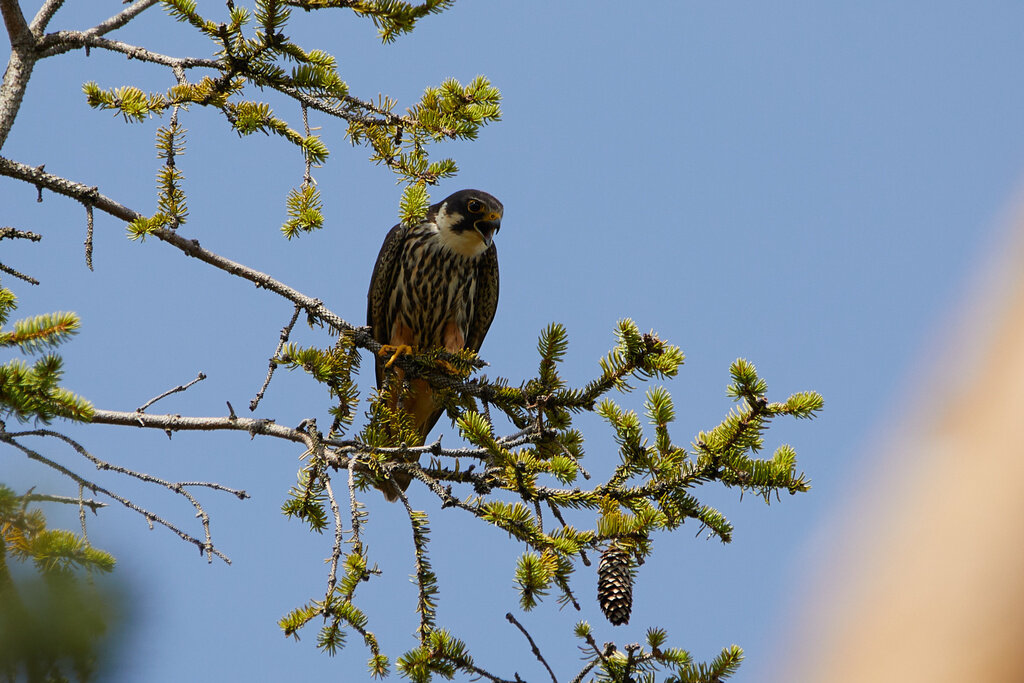 Чеглок, фото alexey_nesmelov