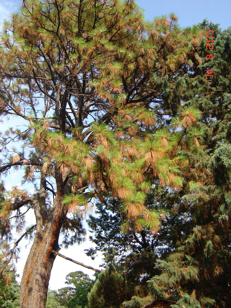 Сосна болотная