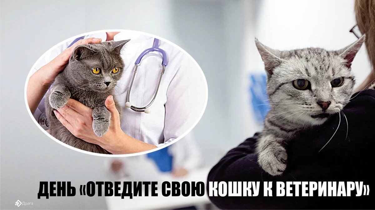 День «Отведите свою кошку к ветеринару». Иллюстрация: «Курьер.Среда»