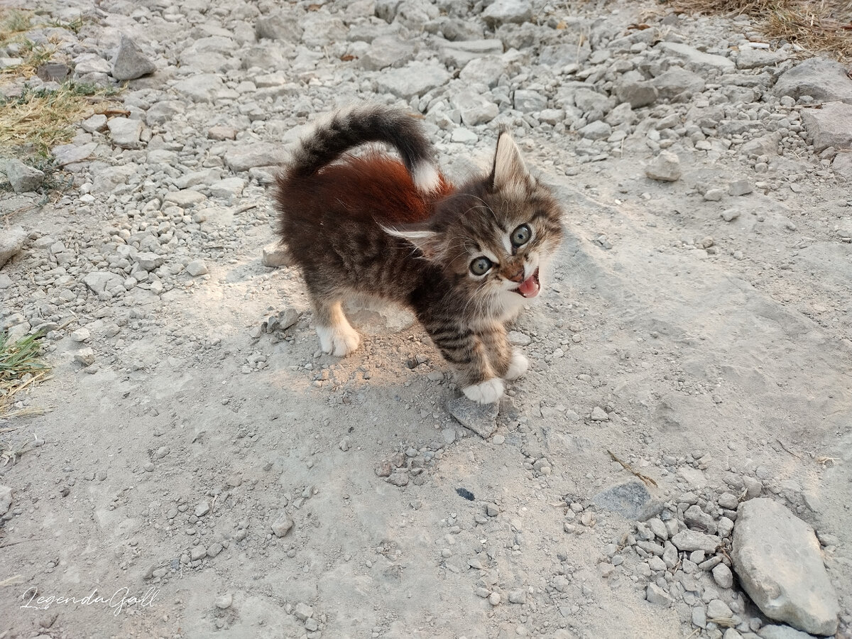 Пока маленькие, они такие милые...