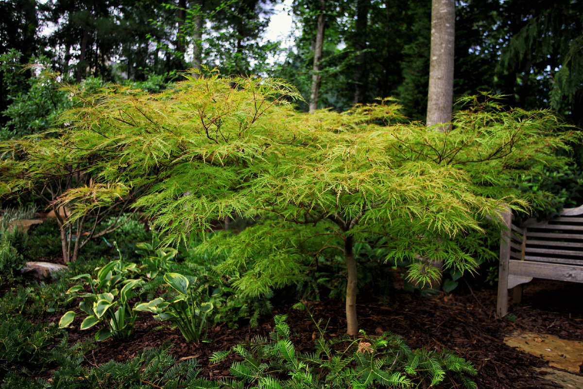 Японский клен в ландшафтном дизайне
