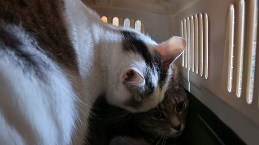 Рингтон Ласковый Зверь | Дзен