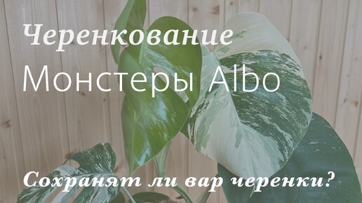 №99. Монстера борзига Альба. Черенкую вариегатную монстеру, показываю результат. (Monstera Albo)