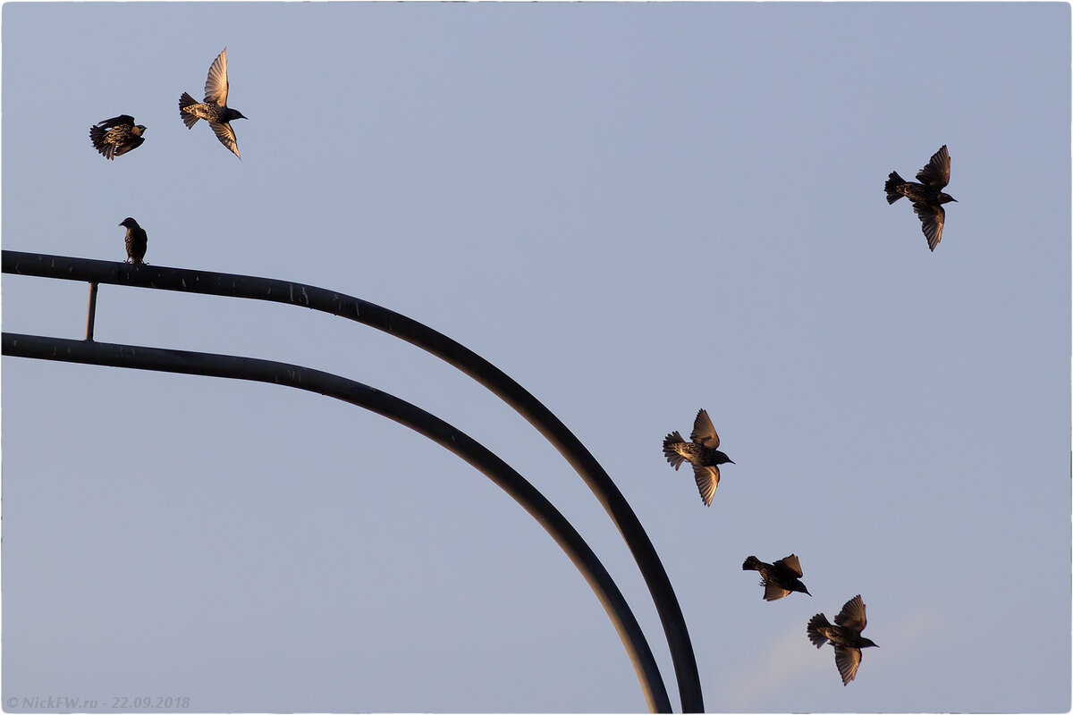 1. Скворцы осенние © NickFW.ru - 22.09.2018г.
