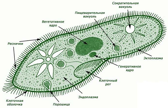 Инфузория - туфелька