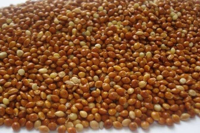 Семена просо