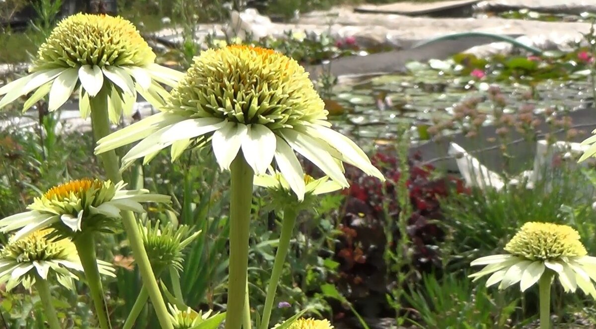 Rudbeckia Aster Echinacea