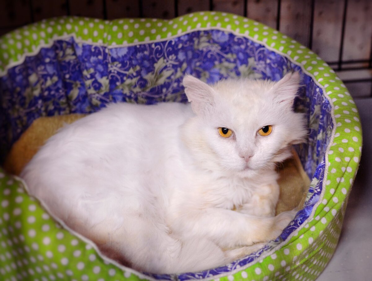 Можно котам кефир. Белый кот кефир. Большой кот кефир. Самый большой кот кефир. Кот кефир старый Оскол.