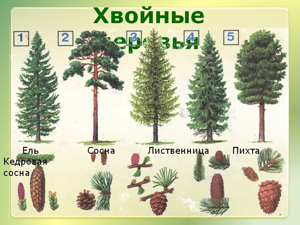 Произрастание хвойных деревьев природная зона