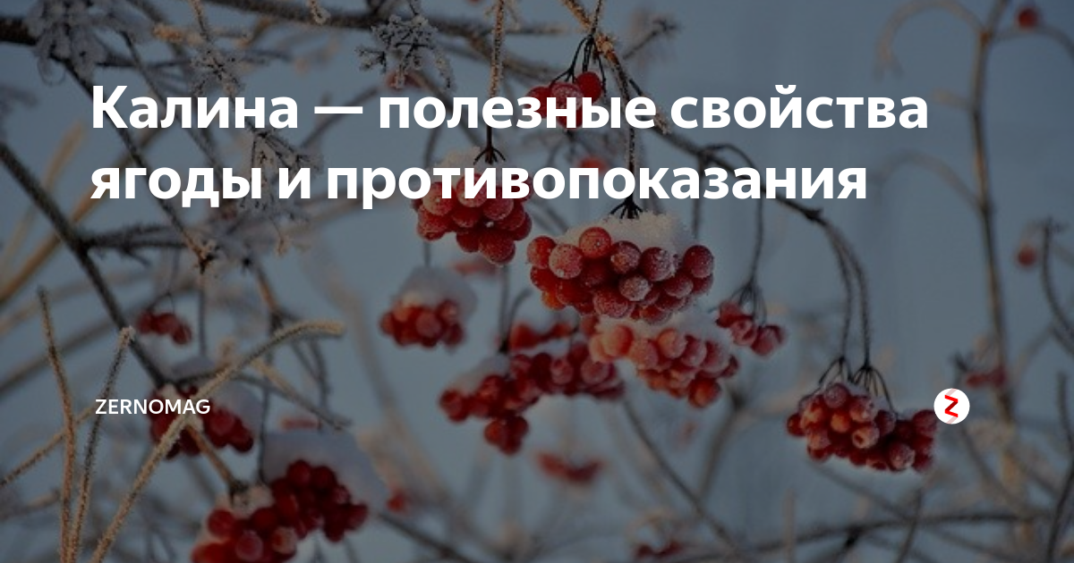 Калина полезные свойства. Противопоказания калины красной. Калина ягода полезные свойства и противопоказания для женщин. Калина красная ягода полезные свойства лечебные свойства. Калина красная ягода полезные свойства лечебные и противопоказания