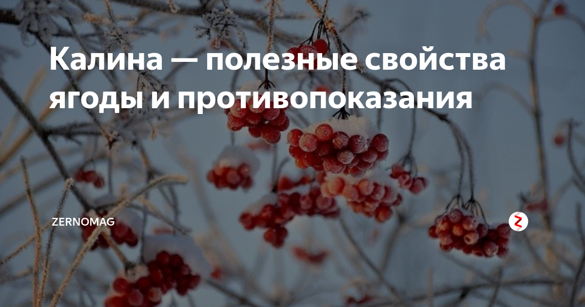 Калина красная полезные свойства. Противопоказания калины красной. Калина ягода полезные свойства и противопоказания для женщин. Калина красная ягода полезные свойства лечебные свойства. Калина красная ягода полезные свойства лечебные и противопоказания.