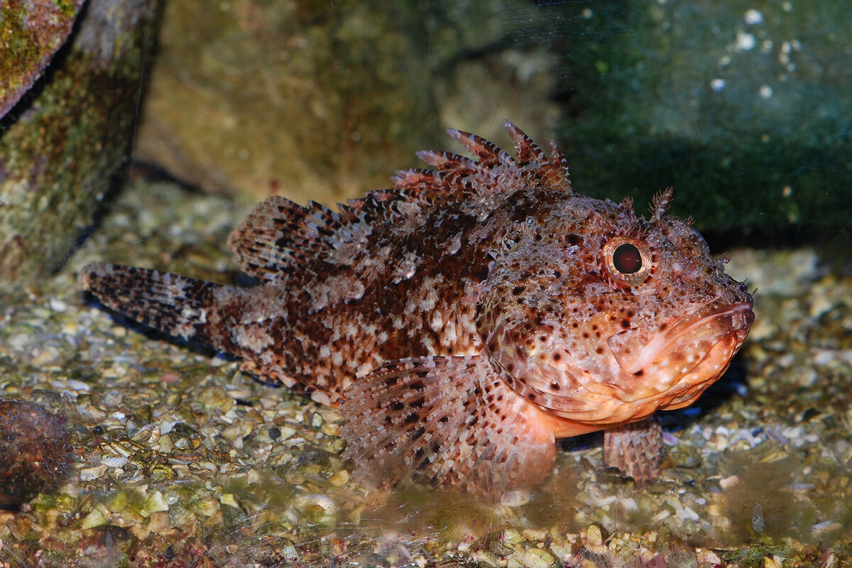 Scorpaena porcus
