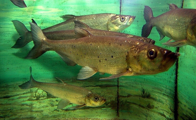 (Chanodichthys erythropterus)