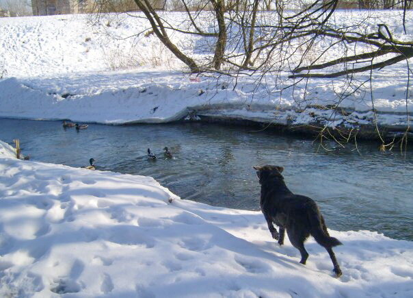 Жила наша подружка 14 лет, уже сроднились, и она стала Лучшей Собакой нашего Дома. Назвали ее Дося, в честь хрюшки со стирального порошка (ушки похожие).