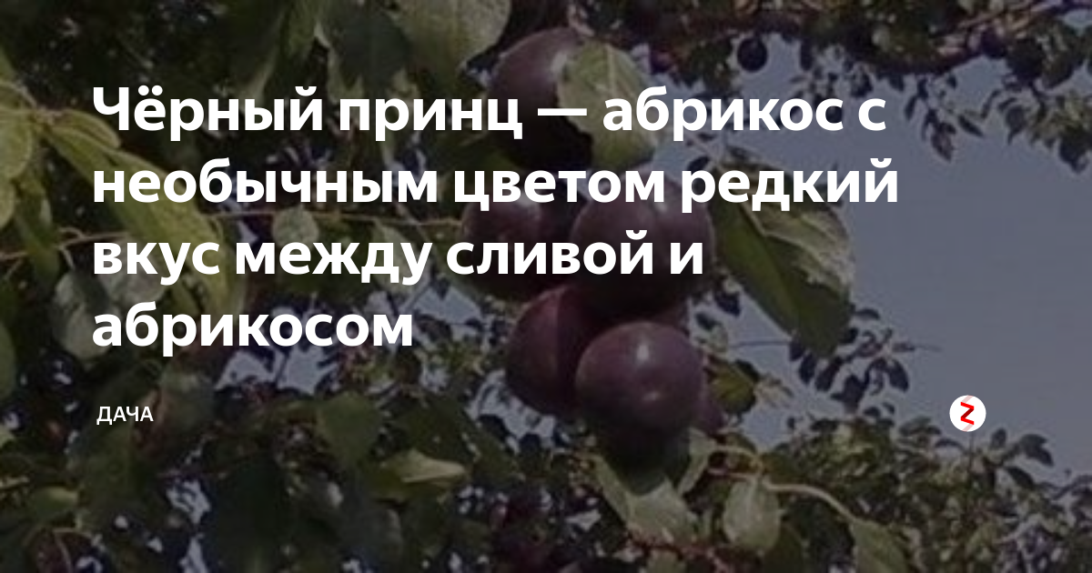 Чёрный принц — абрикос с необычным цветом редкий вкус между сливой и ...