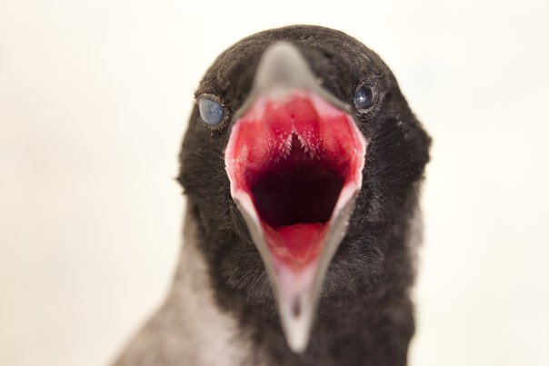 Гулька птица. Раскрытый клюв пингвина. Адский голубь. Зубы у голубя. Язык птиц.