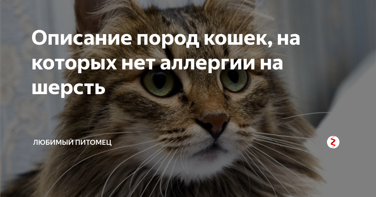 Коты на которых нет аллергии. Коты на которых нет аллергии
