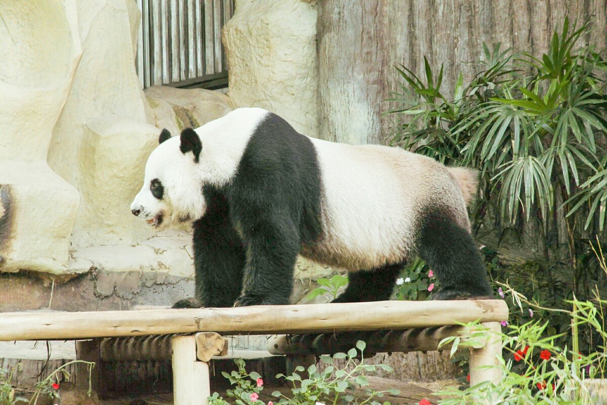 Живые панды в россии. Декоративная Панда Живая. Панда настоящая. Панда Живая ручная.