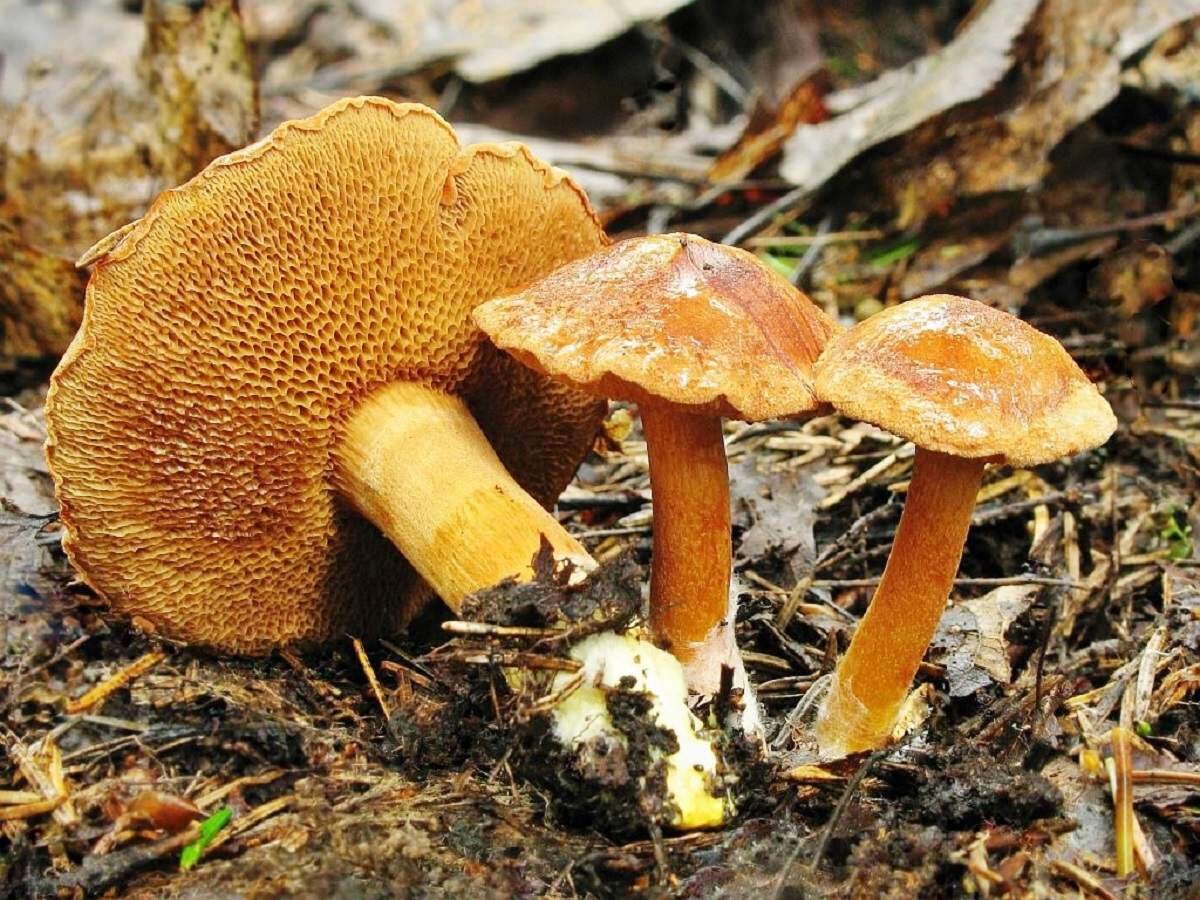 Съедобные грибы Сибири и Урала. Фото таежных грибов