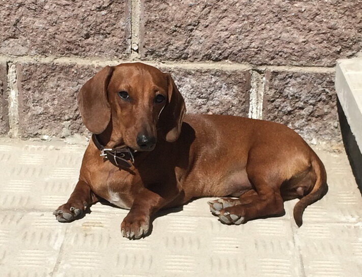 Таксы - любовь на всю жизнь!