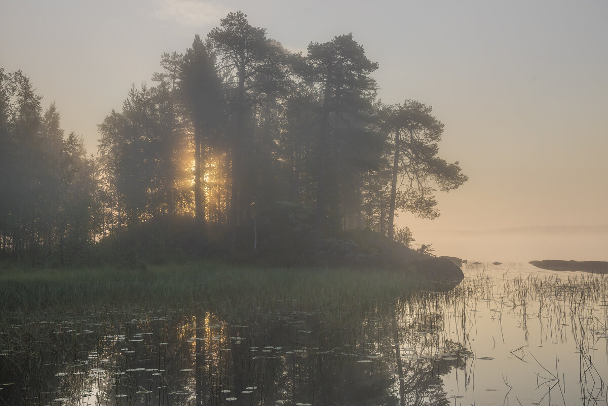 Туманный лес днд. За туманной синью отдаленных лесов. А над речкой туман белый. Укажите на месте каких цифр пишется нн на крашенном деревянном. Природа туман.