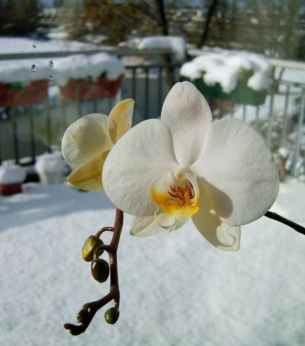 Фаленопсис Winter White