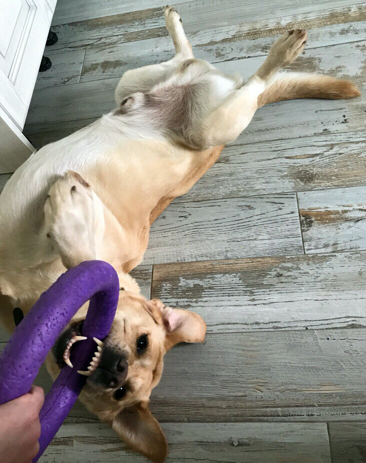 Лабрадор: у крупных собак больше шансов сохранить зубы в старости