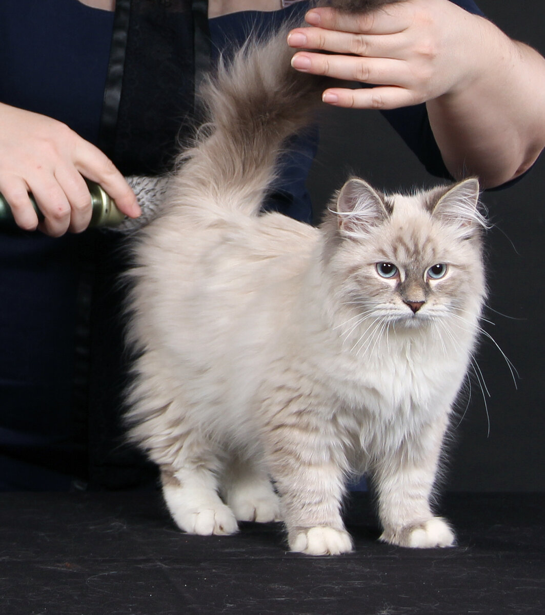 Приучать к расческе надо в раннем возрасте