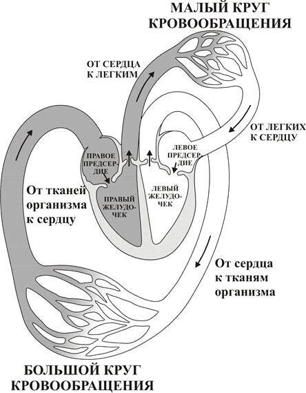 Большой т малый круг кровообращения схема