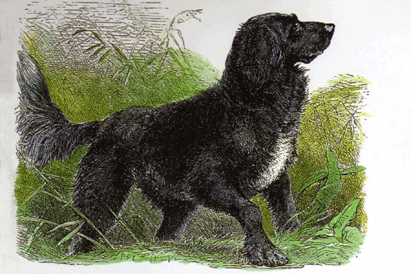 Водяной спаниель - Canis familiaris hirsutus aquatilis. J.G.Wood, 1898