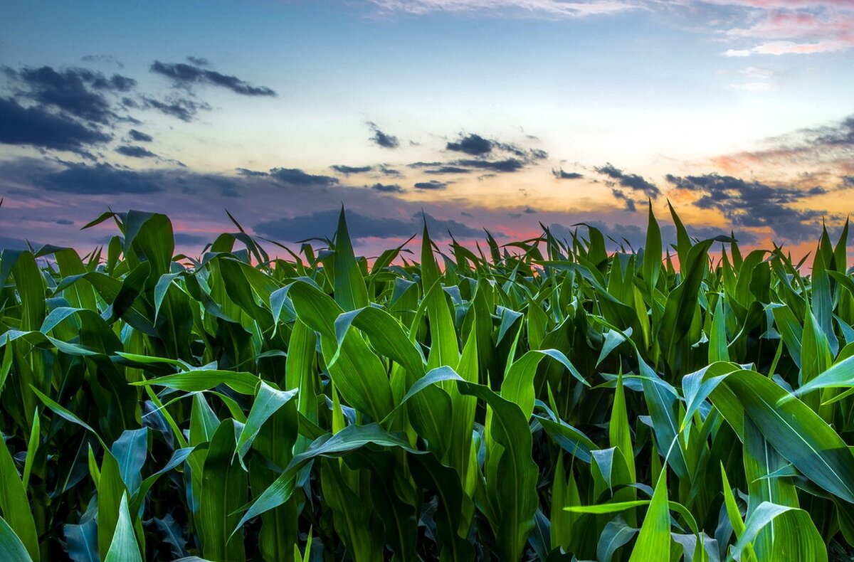 Оставляйте комментарии, делитесь публикацией с друзьями. Спасибо