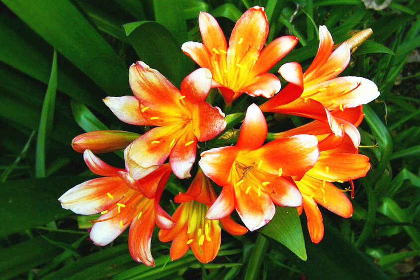 Это - Амарилис