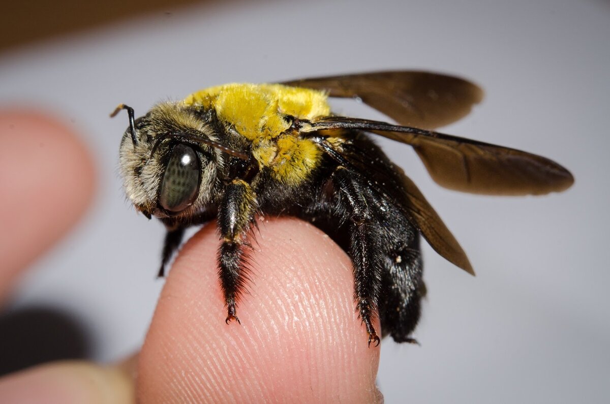 Пчела плотник укус. Пчела-плотник Xylocopa Valga. Шмель-плотник фиолетовый( Xylocopa violacea ). Черный Шмель плотник укус. Шмель плотник ксилокопа.