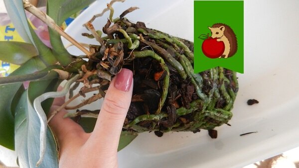 Фото: https://gileya.kherson.ua/images/content/peresadka_orh/DSCN6550.jpg