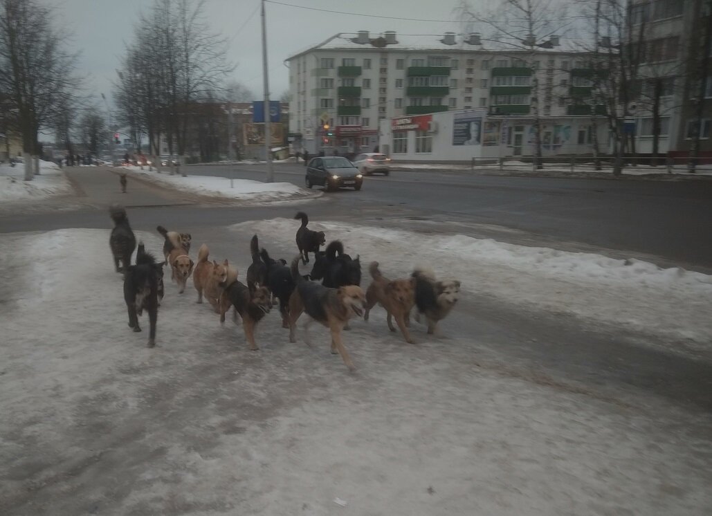 Стрижка собак в полоцке и новополоцке