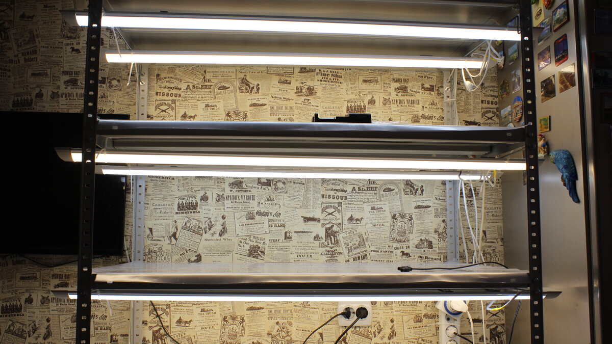 Мой стеллаж для рассады.