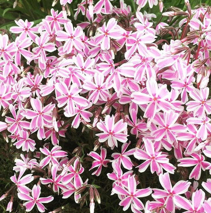 шиловидный флокс