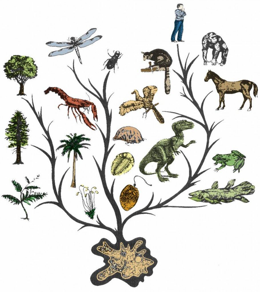 Эволюция живых организмов Дарвин