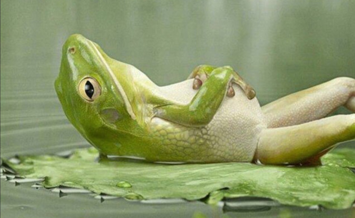 Изображение взято с сайта kaifolog.ru