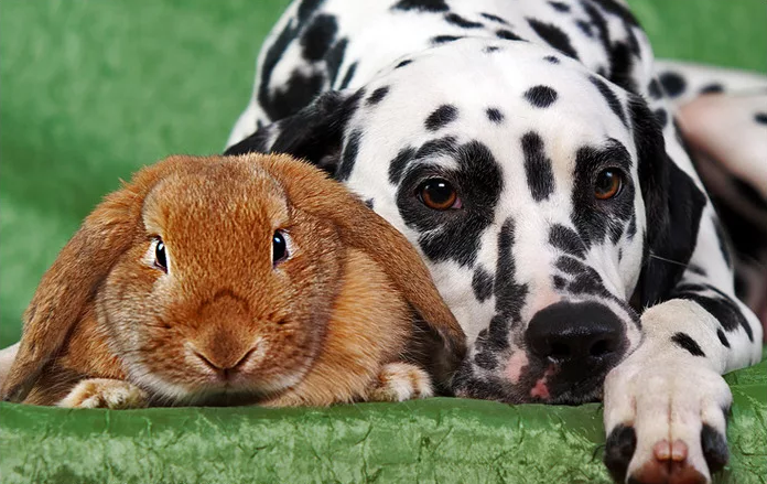 фото с yandex.ru/images