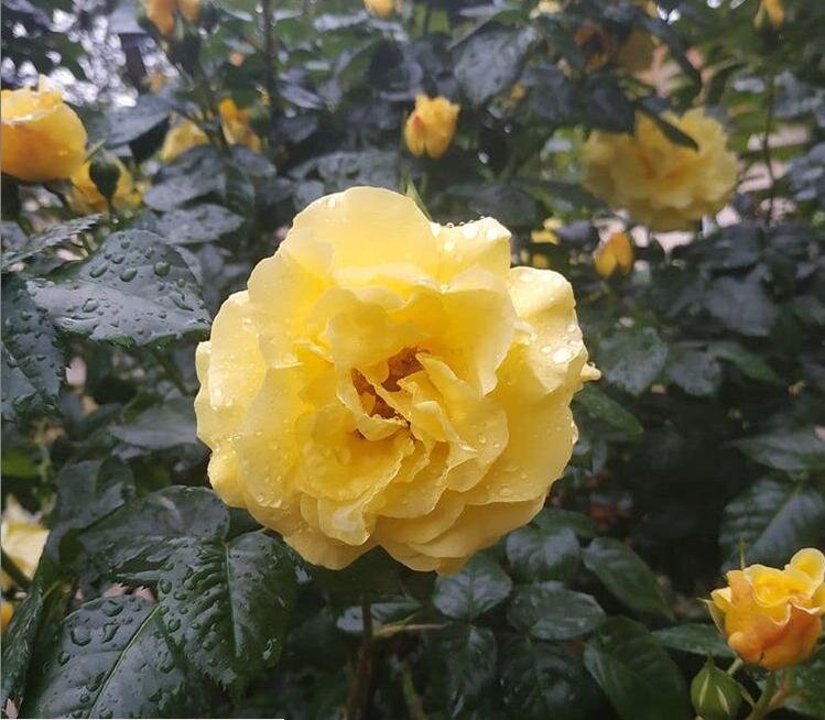 Роза Ташкент