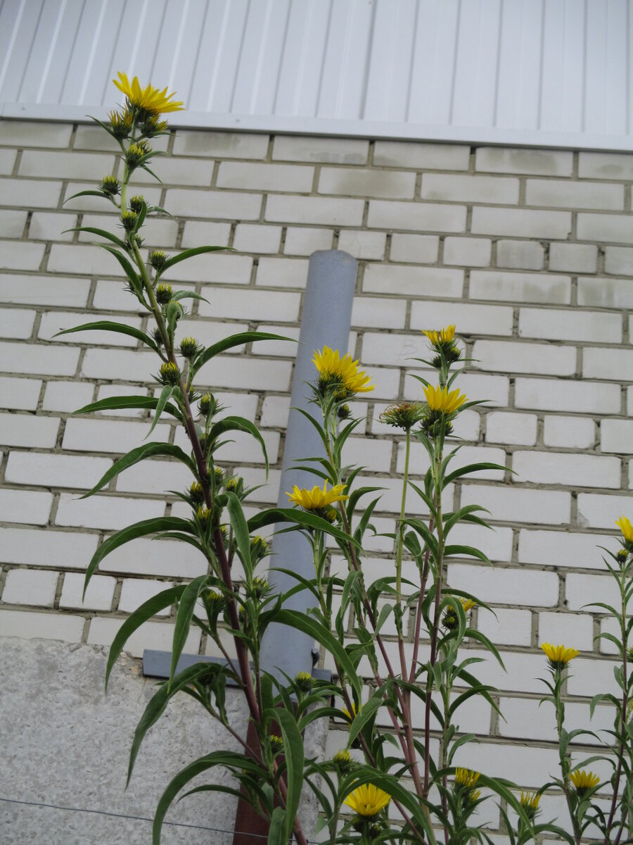 Около каждого листика бутон)