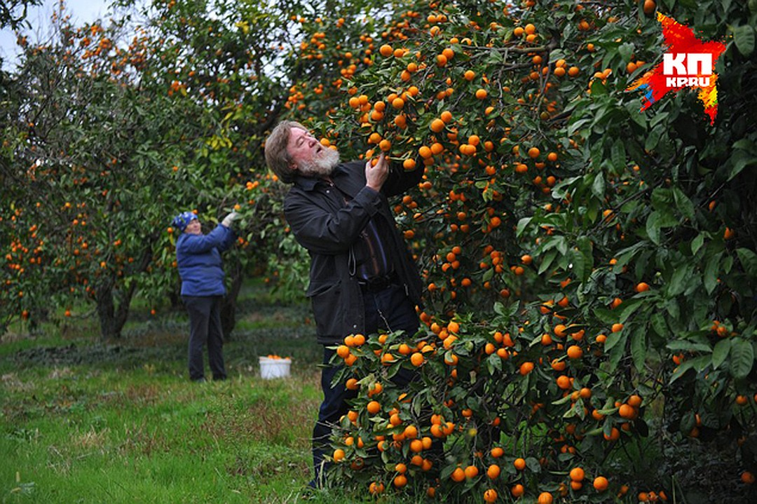 Урожайность апельсинов. Плантации мандарин в Абхазии. Плантация мандаринов Пицунда. Мандариновые плантации в Абхазии. Абхазия Мандариновая роща.
