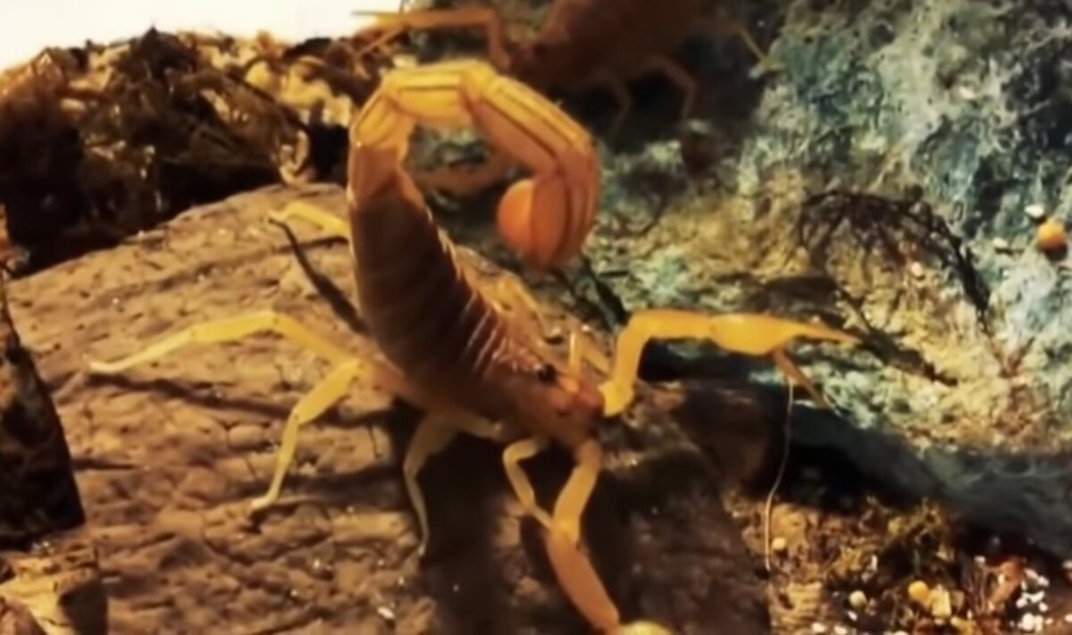   Долгожданное лето наконец-то наступило! И этот прогноз взаимоотношений в период с 01 июня по 15 июня для вас, Скорпионы. 