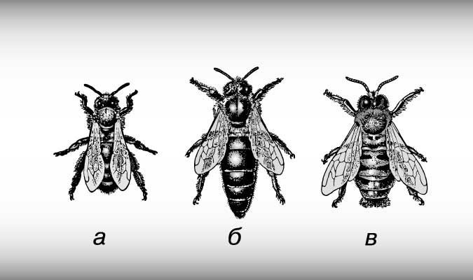 Прилагаемый Рис. 1. А—рабочая пчела, Б—матка, В—трутень.