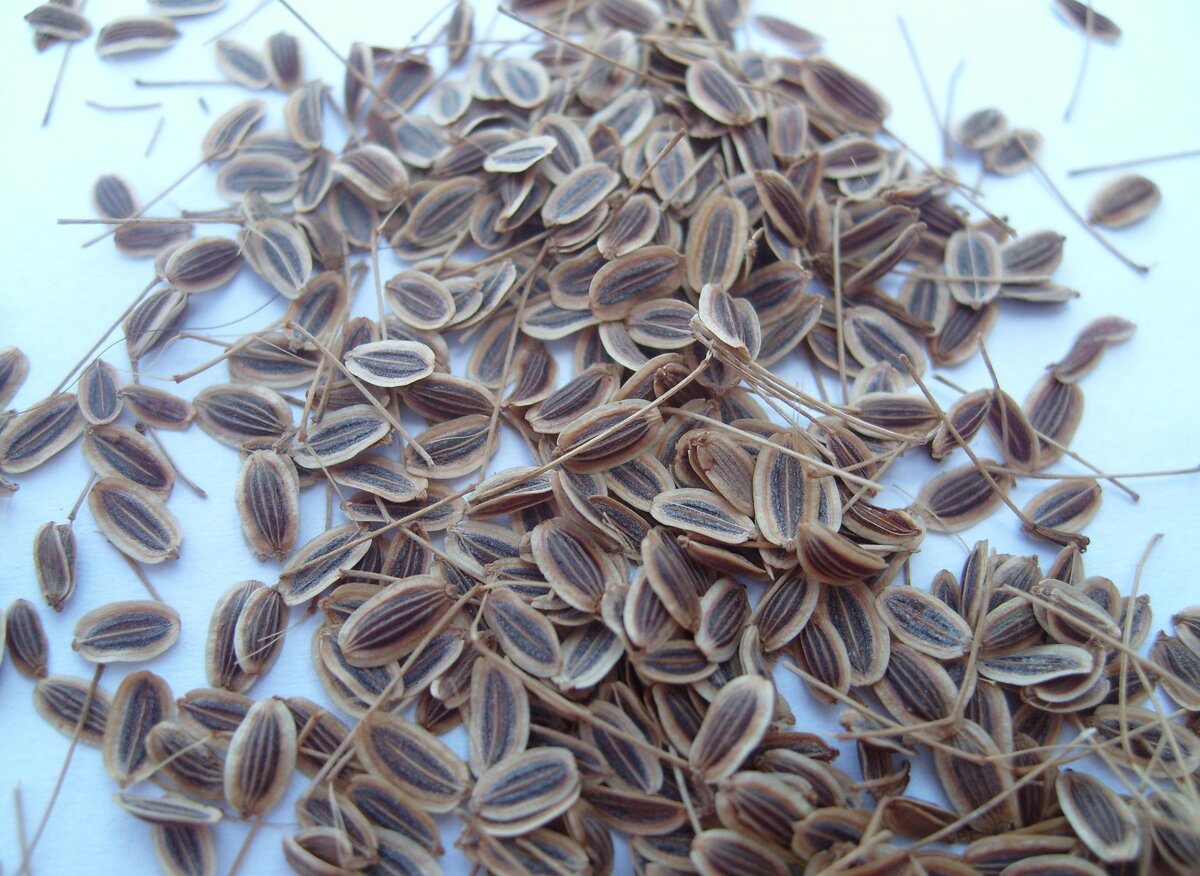 фото взято из открытых источников