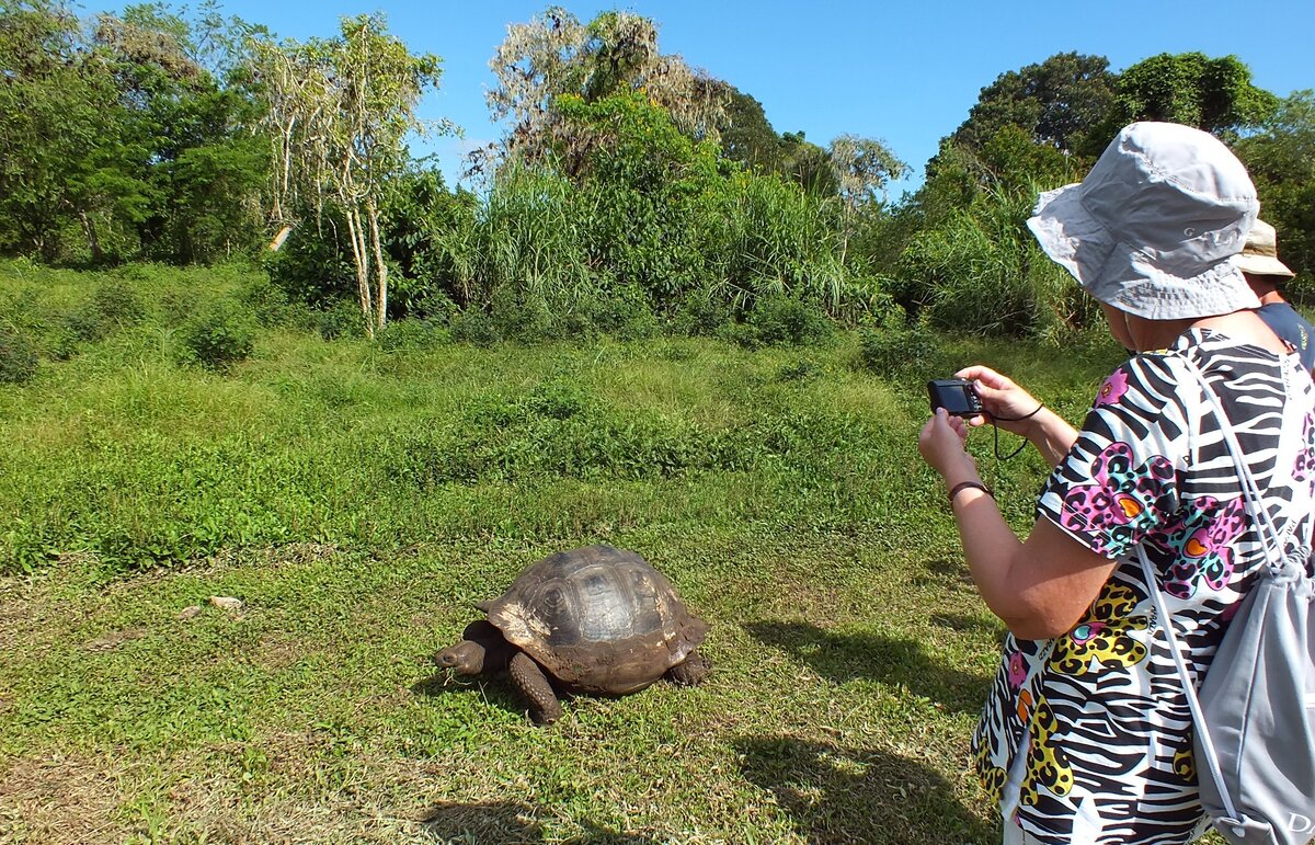 черепахи водные и сухопутные. болотная черепаха в турции. как выращивают черепах. как выращивают черепах. как выращивают черепах.