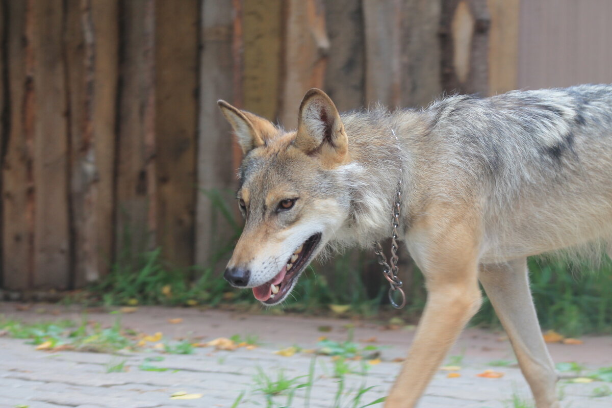 Дом Волка в подмосковье. Человек волку - волк. | Заметки Wolf - Тренера |  Дзен